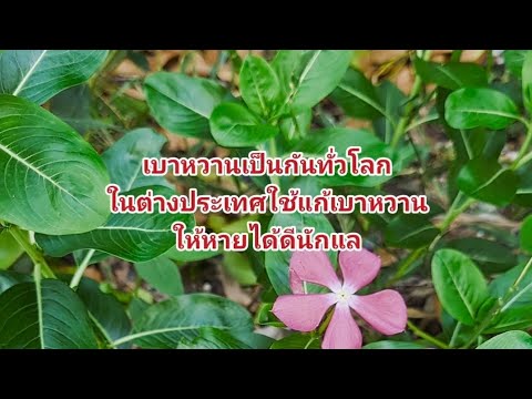 แก้เบาหวานตำรับต่างประเทศใช้กั