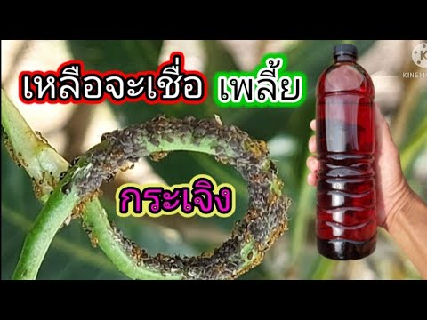 น้ำยา-กำจัด-เพลี้ย-แมลงศัตรูพื น้ำยา-กำจัด-เพลี้ย-แมลงศัตรูพื
