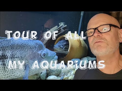 American cichlid  fishroom tour, all of my aquariu 