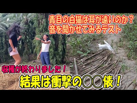 今回の収穫量は衝撃の◯◯俵！/うさぎの様に農園を駆け回る白猫