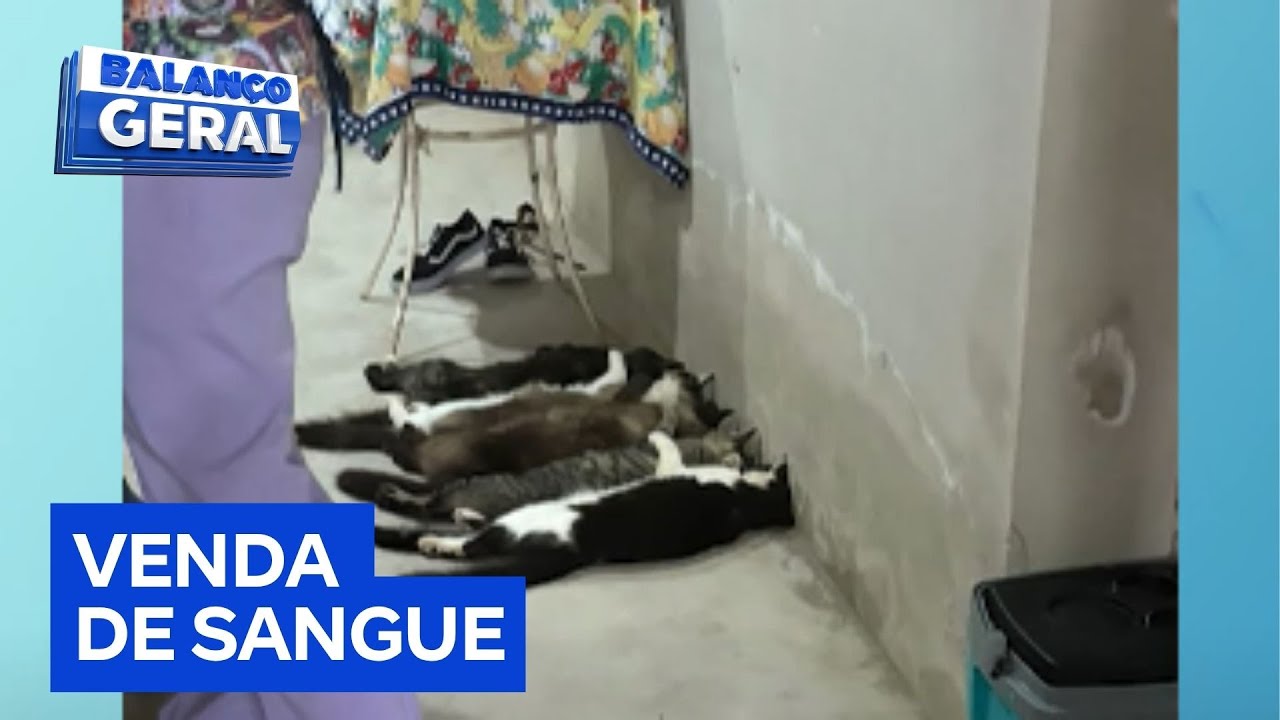 Polícia descobre esquema suspeito de venda de sangue de gatos