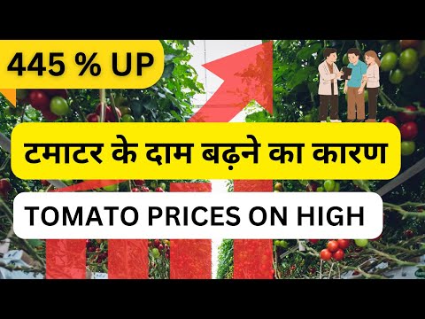 टमाटर की कीमत महंगी क्यों  है | Why TOMATO prices are on HIGH #tomato #tomatoes #climatechange #agri