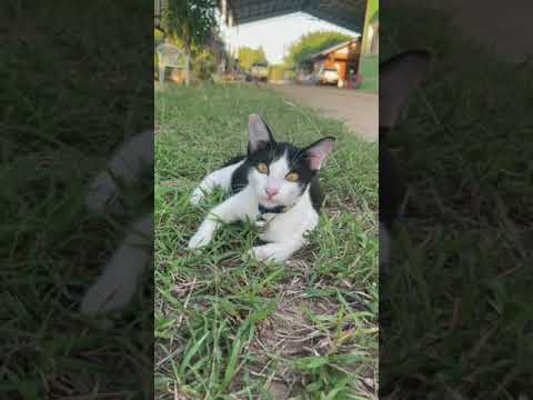 น้องเเมวเหมี่ยวน่ารักรักหนูใหม น้องเเมวเหมี่ยวน่ารักรักหนูใหม