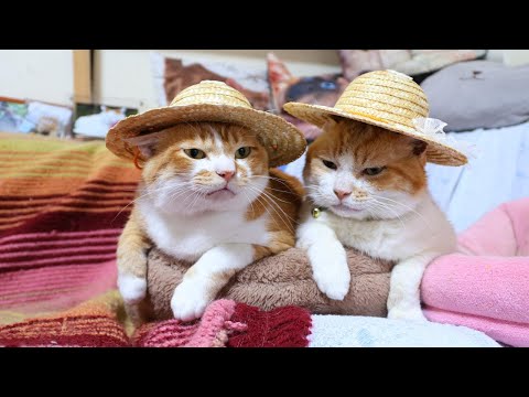 麦わら帽子をかぶった猫のかわいい姿と癒しのひととき サムネイル