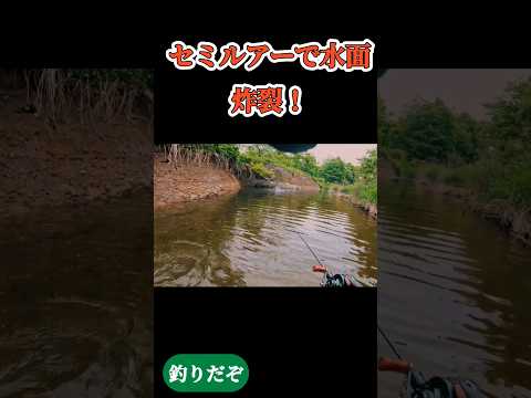 【渓流釣り】セミルアーで水面炸裂！