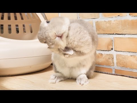 お耳が短いうさぎさんがとても苦労すること