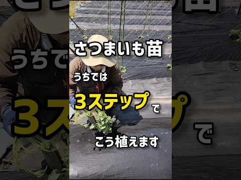 さつまいも苗、うちでは3ステップでこう植えます