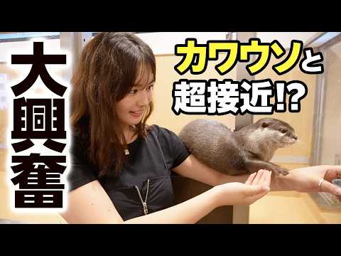 【癒されすぎ注意】カワウソの大群に埋もれる！？想像以上の大接近で天国すぎました🦦【カワウソカフェ】