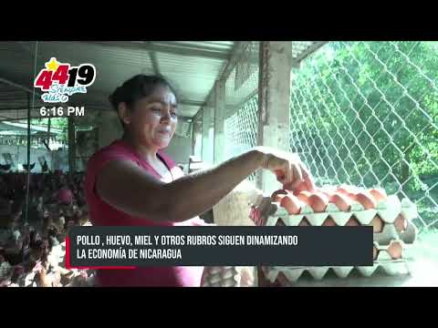 El auge económico de Nicaragua: Pollo, huevo y miel, entre otros rubros