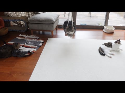 雨の日にはブランコでのんびりと過ごすねこ。-Maru relaxes on the swing on rainy days.-