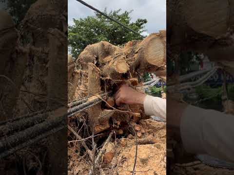 Cưa cây xanh trên nóc nhà bên trong cây dây điện mọc như rể cây