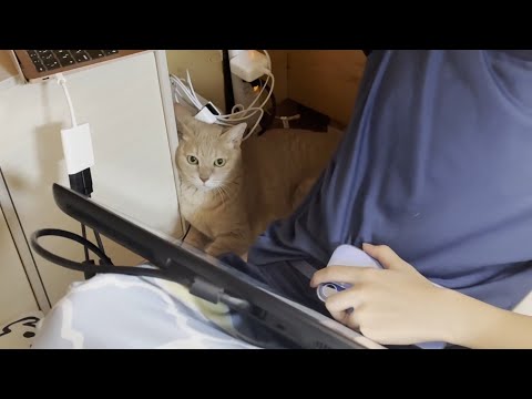 息子に寄り添い見守り続ける猫