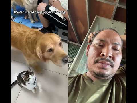 #cat #love #cute #puppy #kitten #foryou #dog #duet