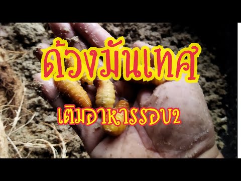 การเลี้ยงด้วงสาคู-EP112เติมอาห การเลี้ยงด้วงสาคู-EP112เติมอาห