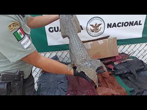 Guardias Nacionales localizan 34 piezas de piel de cocodrilo que serían enviadas a Chihuahua