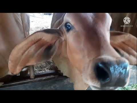การเลี้ยงวัว-วัวพ่อพันธุ์ผสมจร การเลี้ยงวัว-วัวพ่อพันธุ์ผสมจร