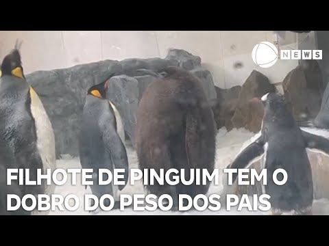 Filhote de pinguim tem o dobro do peso dos pais