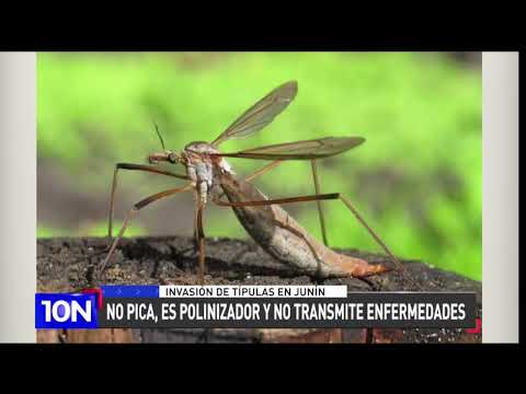 Confirman en Junín invasión de típulas, insecto similar al mosquito