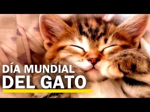 Día mundial del gato: Lo que no sabías de ellos