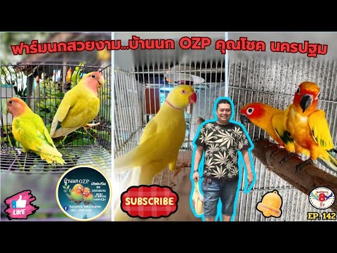 Padriew Budgerigars หงส์หยกแปดริ้วEP.142ฟาร์มนกสวยงาม...บ้านนกOZPคุณโชคนครปฐม