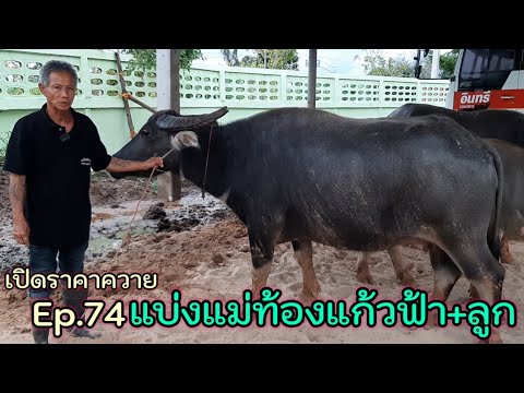 เปิดราคาควาย-Ep.74-แบ่งแม่ท้อง เปิดราคาควาย-Ep.74-แบ่งแม่ท้อง