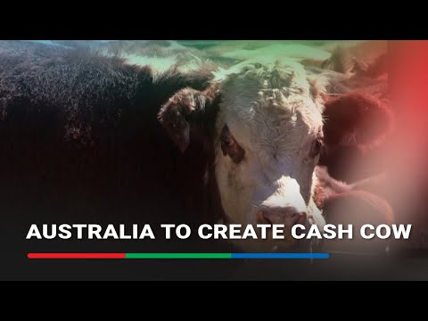 Australia looks to create cash cow by 'beefing up' exports to China | ABS-CBN News