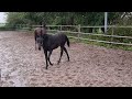 Dressage horse BOD GEVRAAGD op mooi Zwart merrieveulen