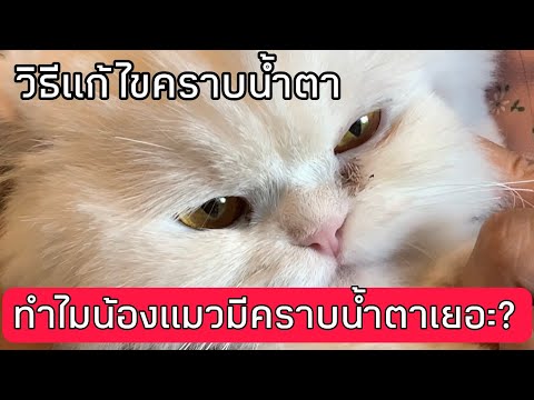 Ferni The Persian Cat ทำไมน้องแมวมีคราบน้ำตาเยอะวิธีแก้ไขคราบน้ำตาปัญหาที่แก้ไม่จบ