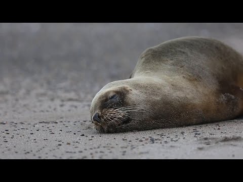 Bird-flu outbreak threatens Argentina sea lion colony