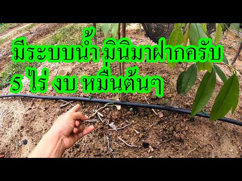 ระบบน้ำสวนทุเรียน-มินิ-แบบประห ระบบน้ำสวนทุเรียน-มินิ-แบบประห