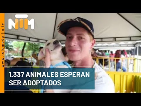 1.337 animales esperan ser adoptados - Telemedellín