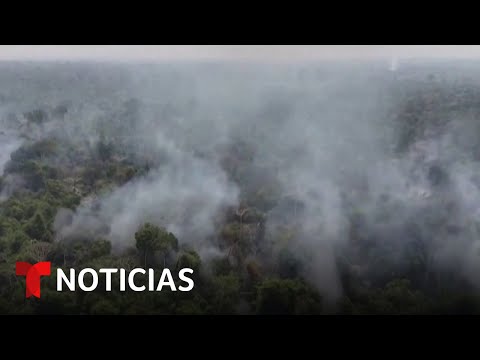 Planeta Tierra: 2023 dejó una alarmante desaparición de bosques tropicales | Noticias Telemundo