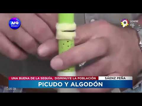 Picudo y algodón: la sequía disminuye la población - NOTICIERO 9