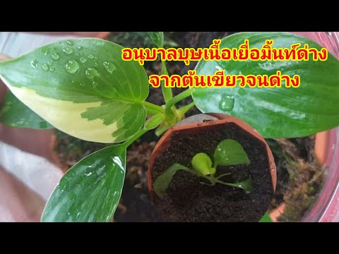 รีวิวอนุบาลเนื้อเยื่อเสน่ห์จัน