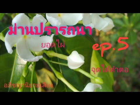 นวนิยายเสียงม่านปรารถนาep.515