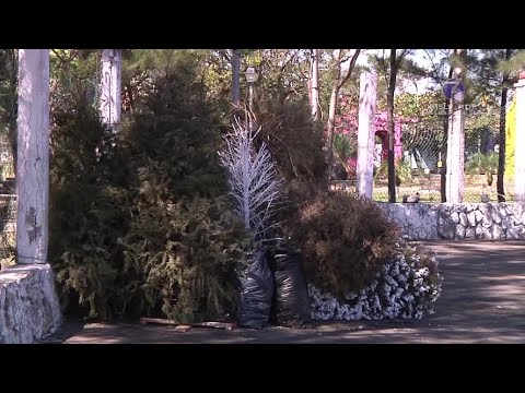 Instalan centros de acopio para árboles navideños en Soledad.