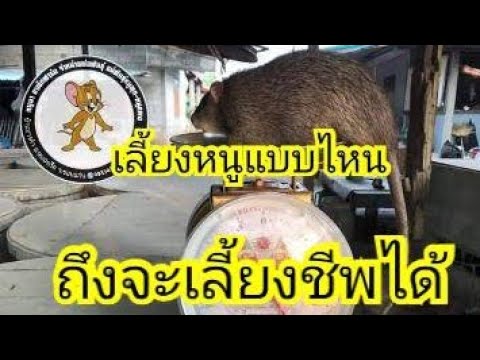 เคล็ดลับการเลี้ยงหนูให้สาม เคล็ดลับการเลี้ยงหนูให้สาม