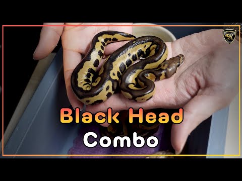 ลุ้นBlackHeadCombo【EP.190