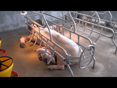 Hato porcino es de 507 mil cabezas en Nicaragua