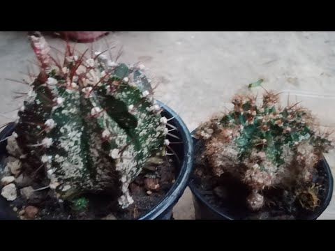 กระบองเพชร:วิธีกำจัดเพลี้ยหอยใ กระบองเพชร:วิธีกำจัดเพลี้ยหอยใ