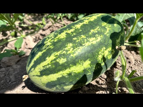 ปลูกแตงโมให้ทันขายช่วงปีใหม่🍉3