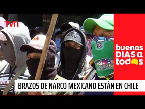 Reportaje BDAT: Los brazos del narco mexicano ya están en Chile | Buenos días a todos