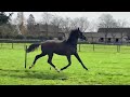 Dressage horse Nalegro x Bojengel (Elite DO-C/ Ibop) röntgen d-oc vrij