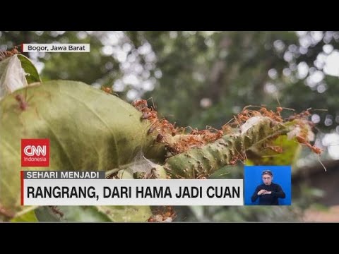 Sehari Menjadi Peternak Semut Rangrang