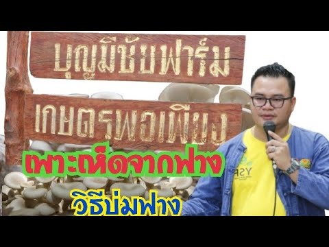 เพาะเห็ดจากฟาง-วิธีบ่มฟาง-บ เพาะเห็ดจากฟาง-วิธีบ่มฟาง-บ