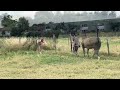 Springpaard Sportief hengstenveulen van Ermitage Kalone x Indoctro !