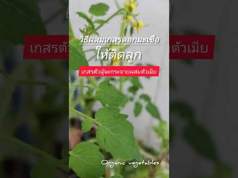 วิธีผสมดอกเกสรต้นมะเขือให้ติดล