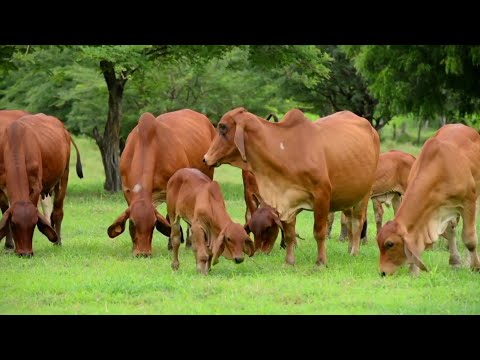 Ganaderos nicaragüenses buscan incrementar los partos en el hato bovino