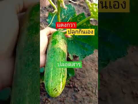 Cucumber-planting-#cucumber#ga
