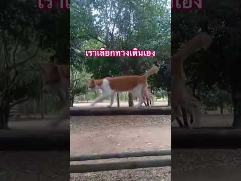 shortsธรรมะสะกิดใจหลวงพ่อบุญ